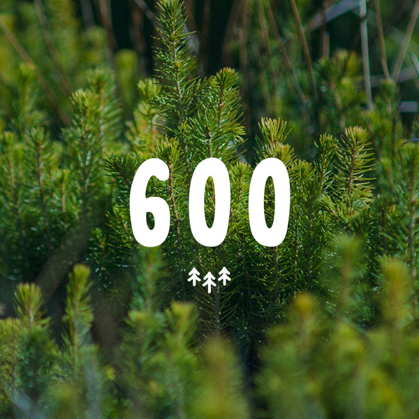 600 Trees Planted