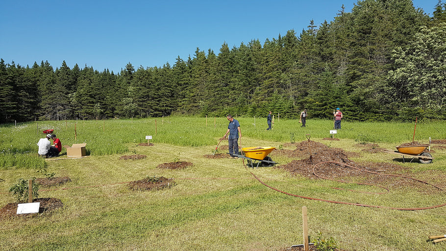 Québec 2018 Tree Planting Site