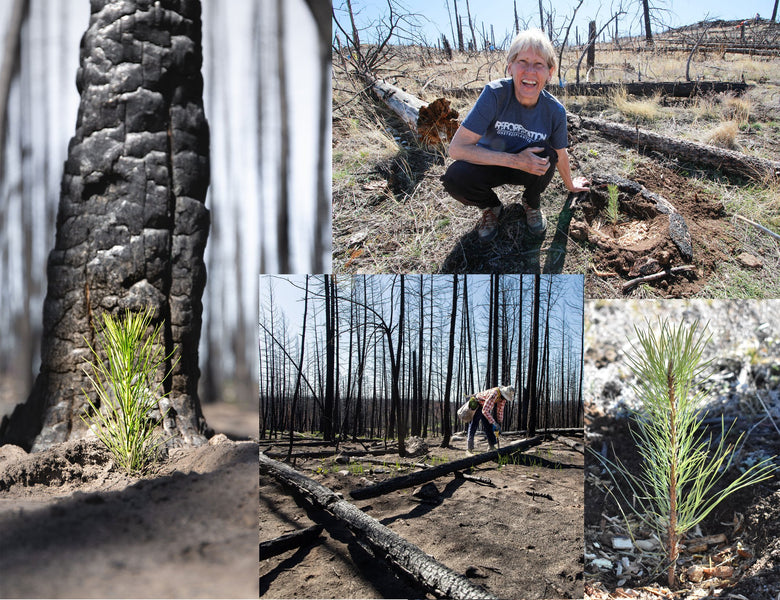 Tree Updates: 3 New BC Planting Sites + 1000 Trees Planted